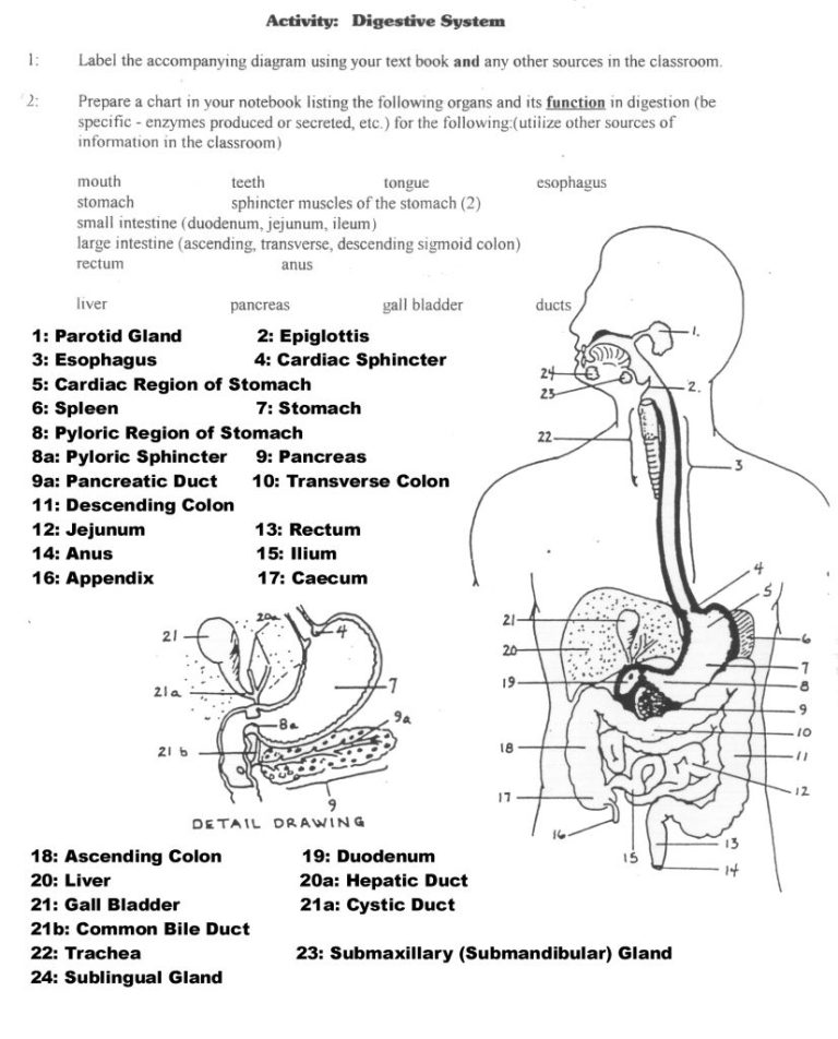 Digestive System Worksheet Labeled