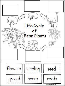 3rd Grade Plant Life Cycle Worksheet Pdf