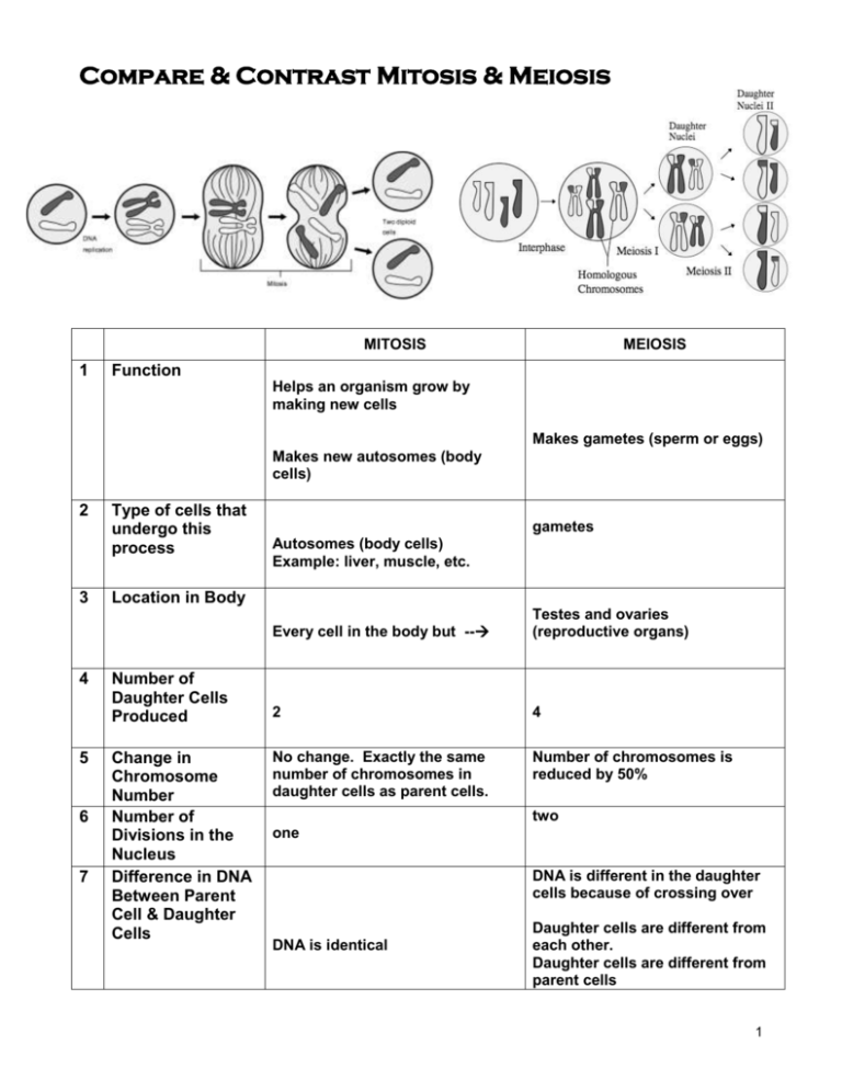 Genetics Comparing Mitosis And Meiosis Coloring Worksheet Answer Key