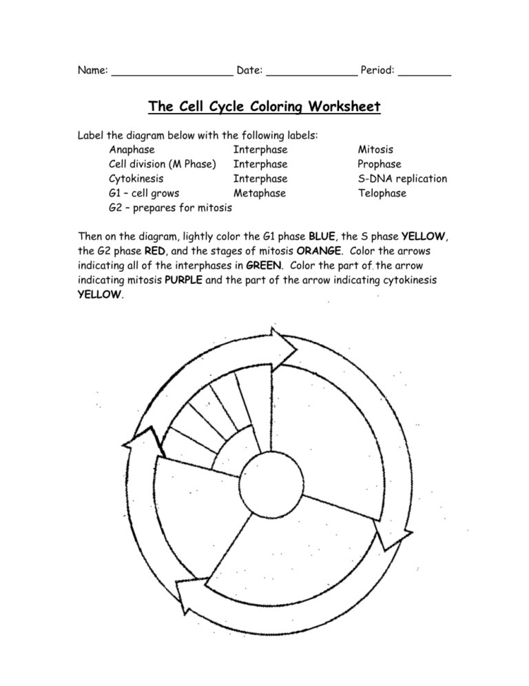Cell Cycle Coloring Sheet