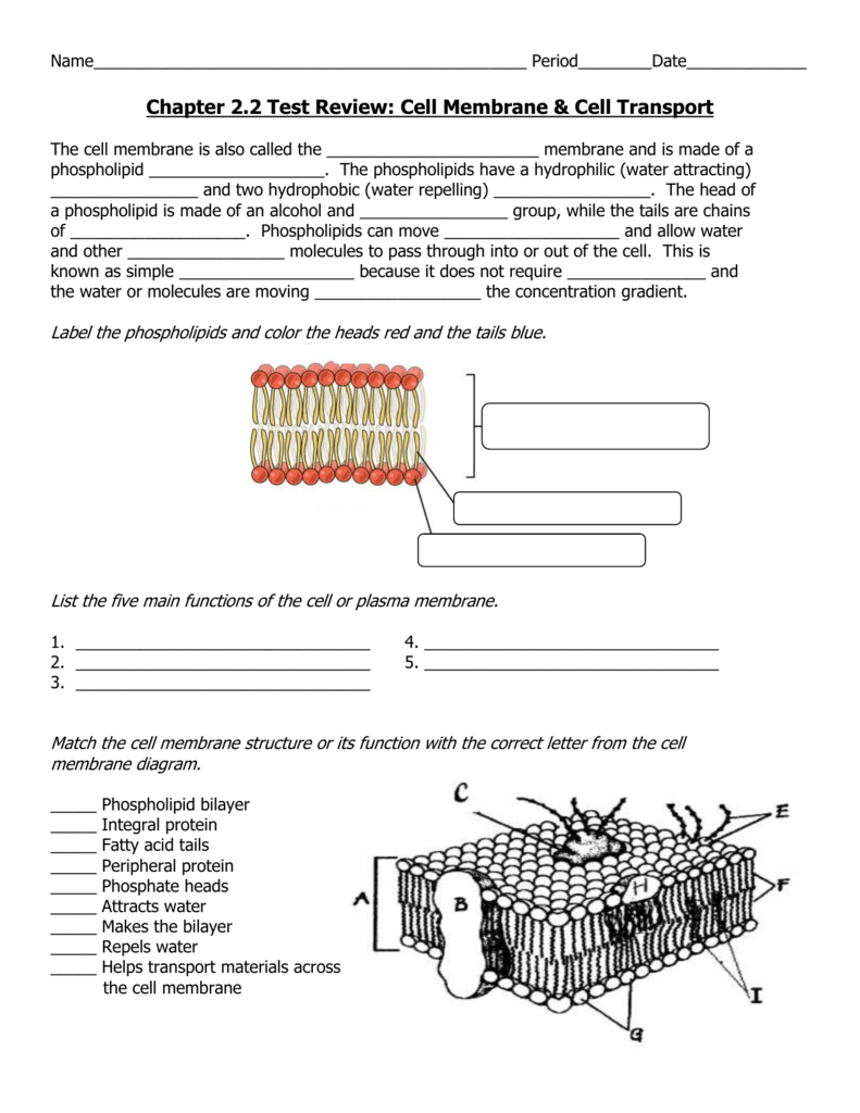 Cell Membrane Coloring Activity Worksheet Answer Key