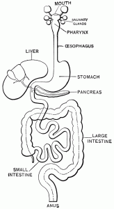 Digestive System Coloring Page AZ Coloring Pages Digestive system