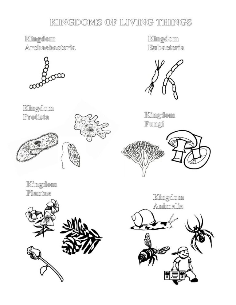 Fungi Coloring Worksheet Quizlet
