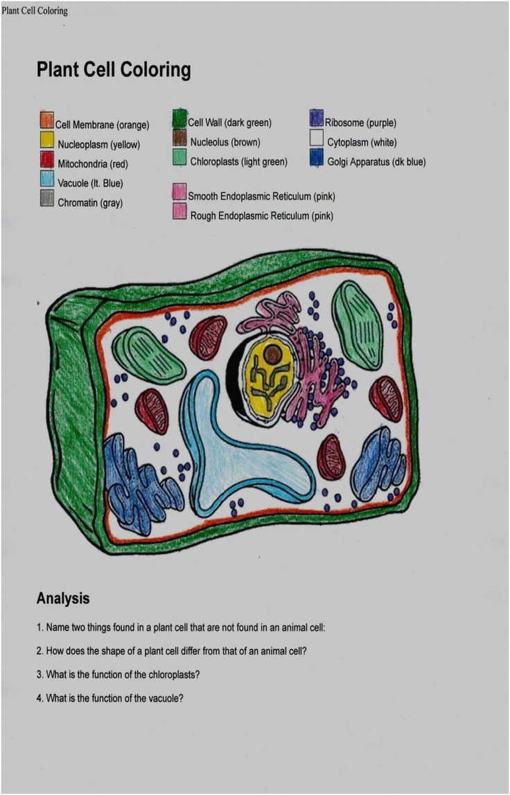 Animal Cell Coloring Worksheet Pdf