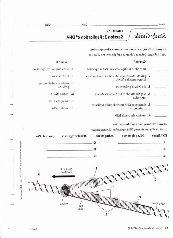 OfficialOfficial Dna Structure and Replication Worksheet DnaStructure
