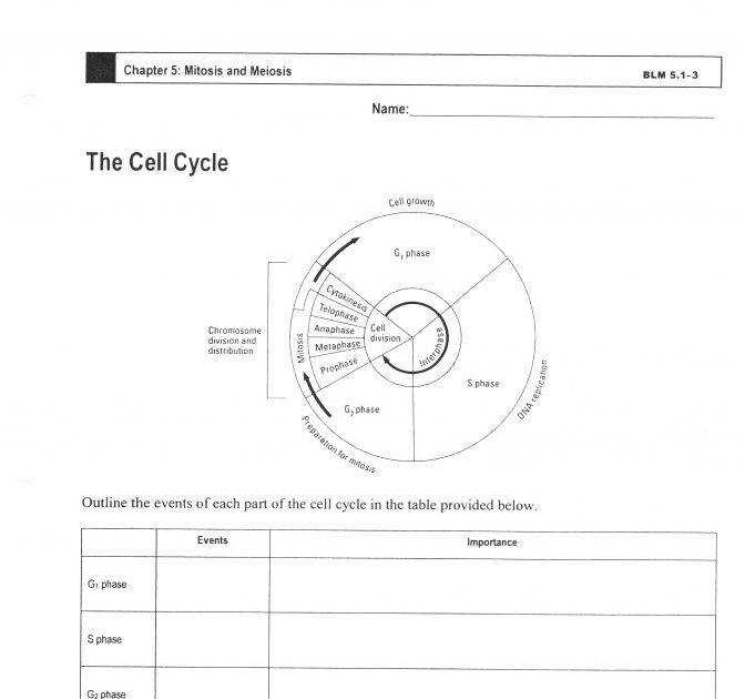 The Cell Cycle Coloring Sheet Answer Key