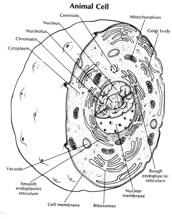 Animal Cell Coloring Page Answer Key
