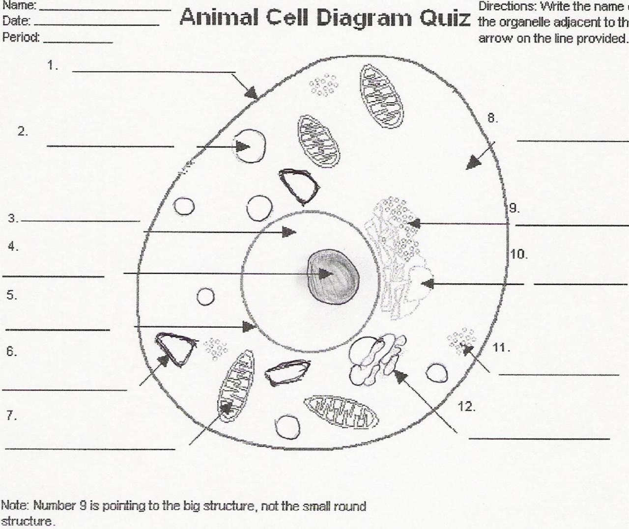 Animal Cell Coloring Worksheet Labeled