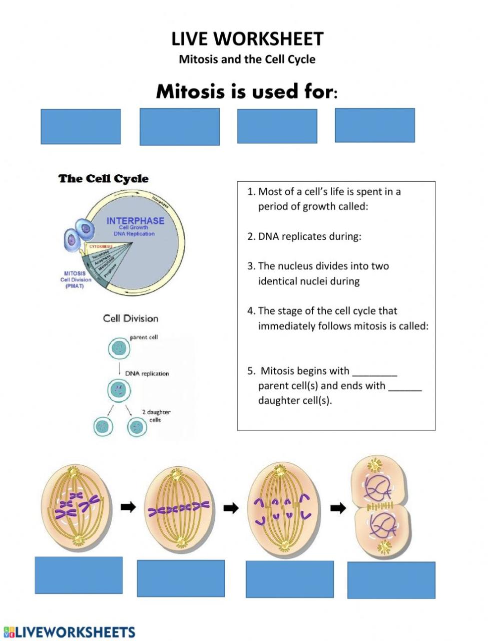 Cell Cycle Mitosis Coloring Worksheet Answer Key colouring mermaid