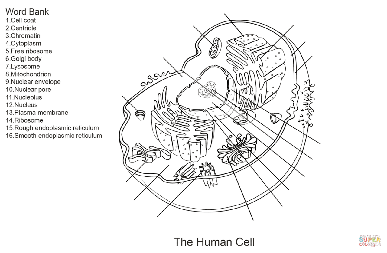 Human Cell Worksheet coloring page from Anatomy category. Select from
