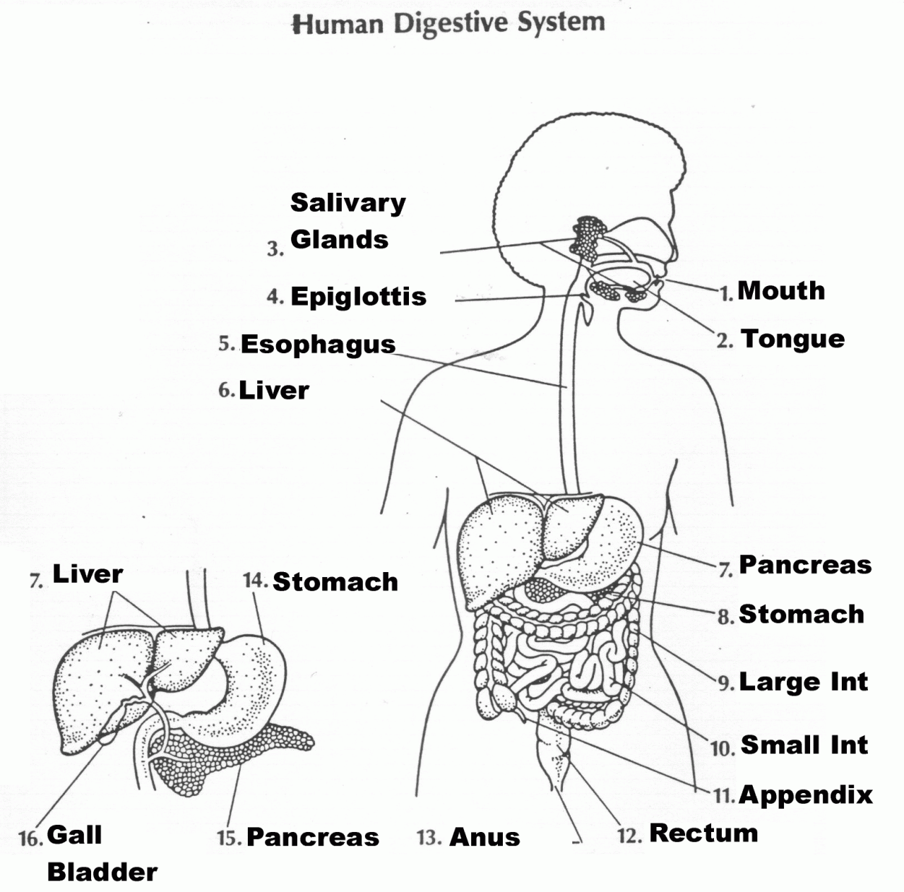 Digestive System Coloring Sheet Answers