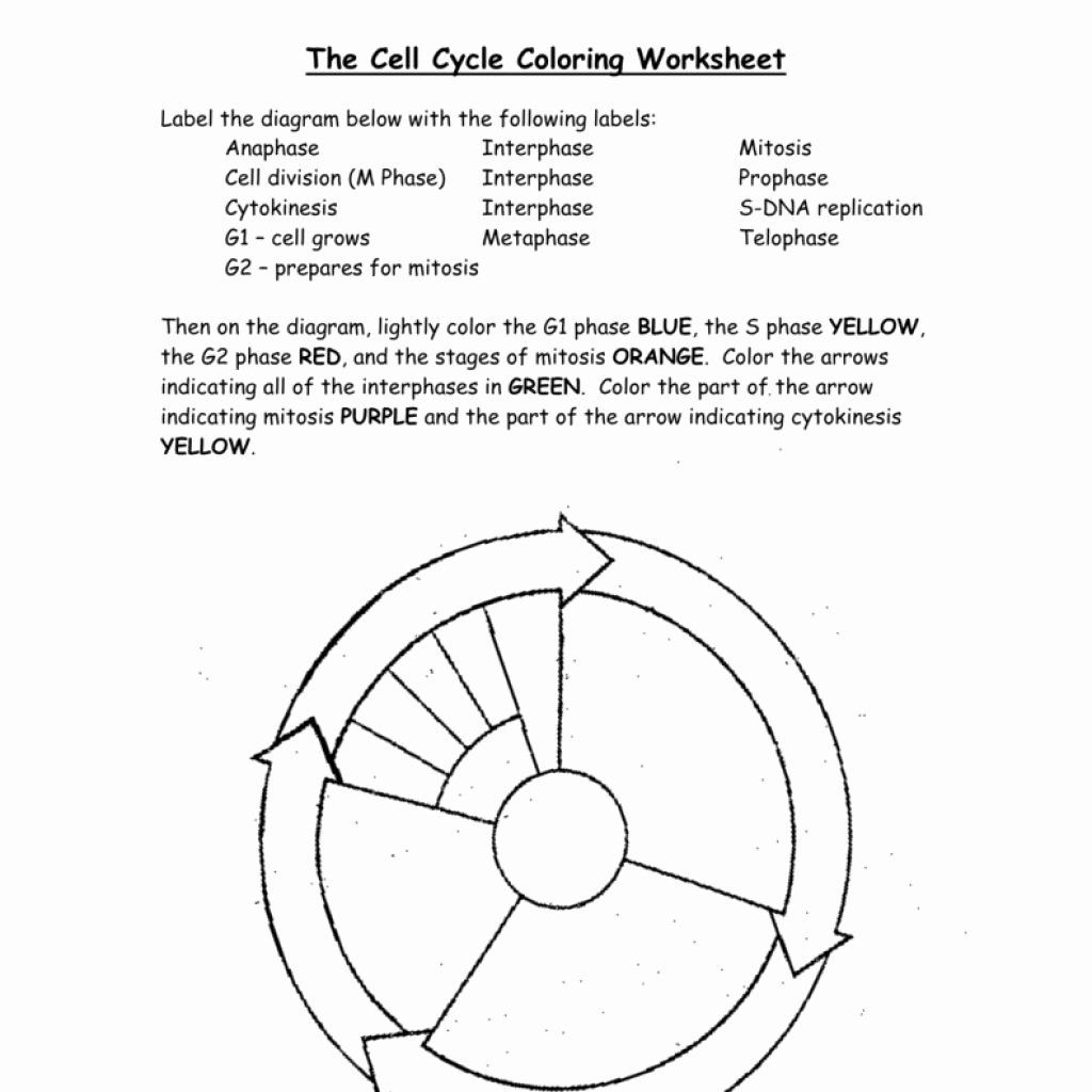 Cell Cycle Coloring Page