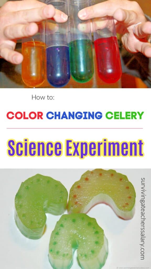 Color Changing Celery a Simple Science Experiment for Kids