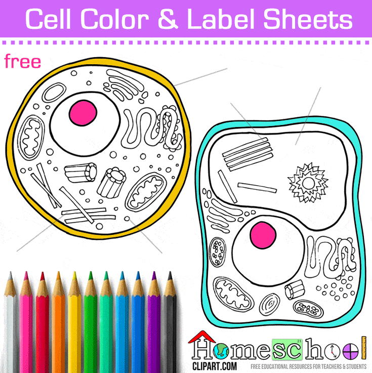 Cell Coloring Worksheet Elementary