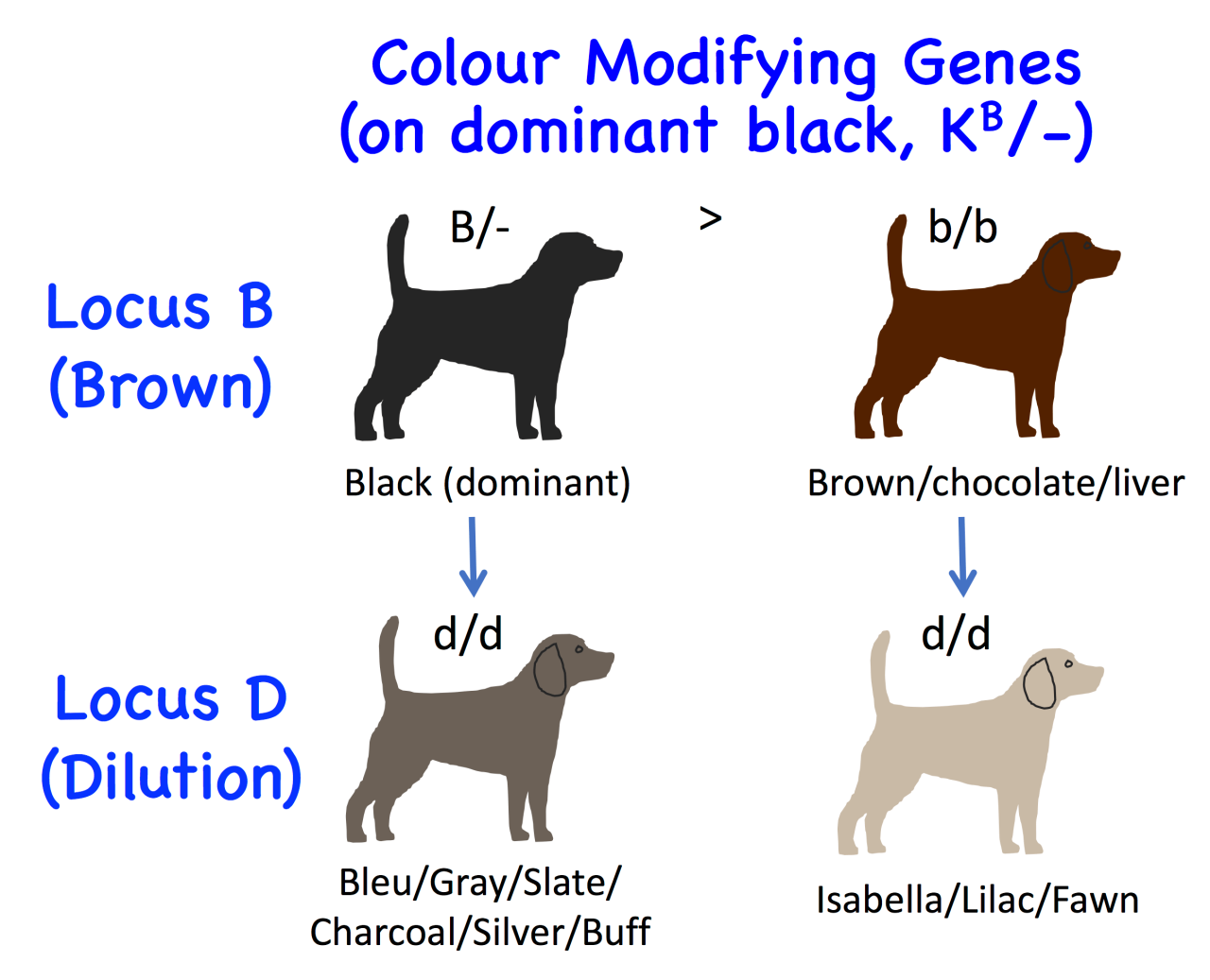 Dog Genetics