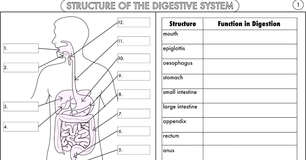 Digestive System Coloring Worksheet Pdf