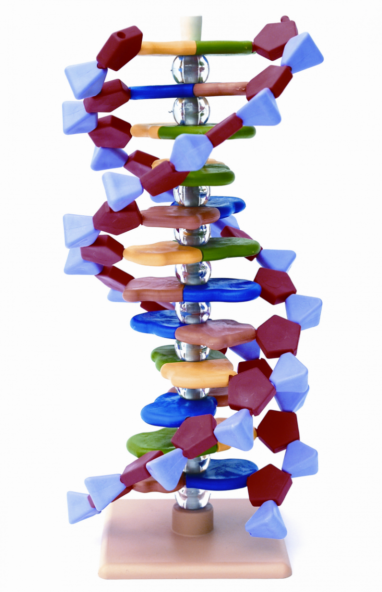 Colors Of Dna Model