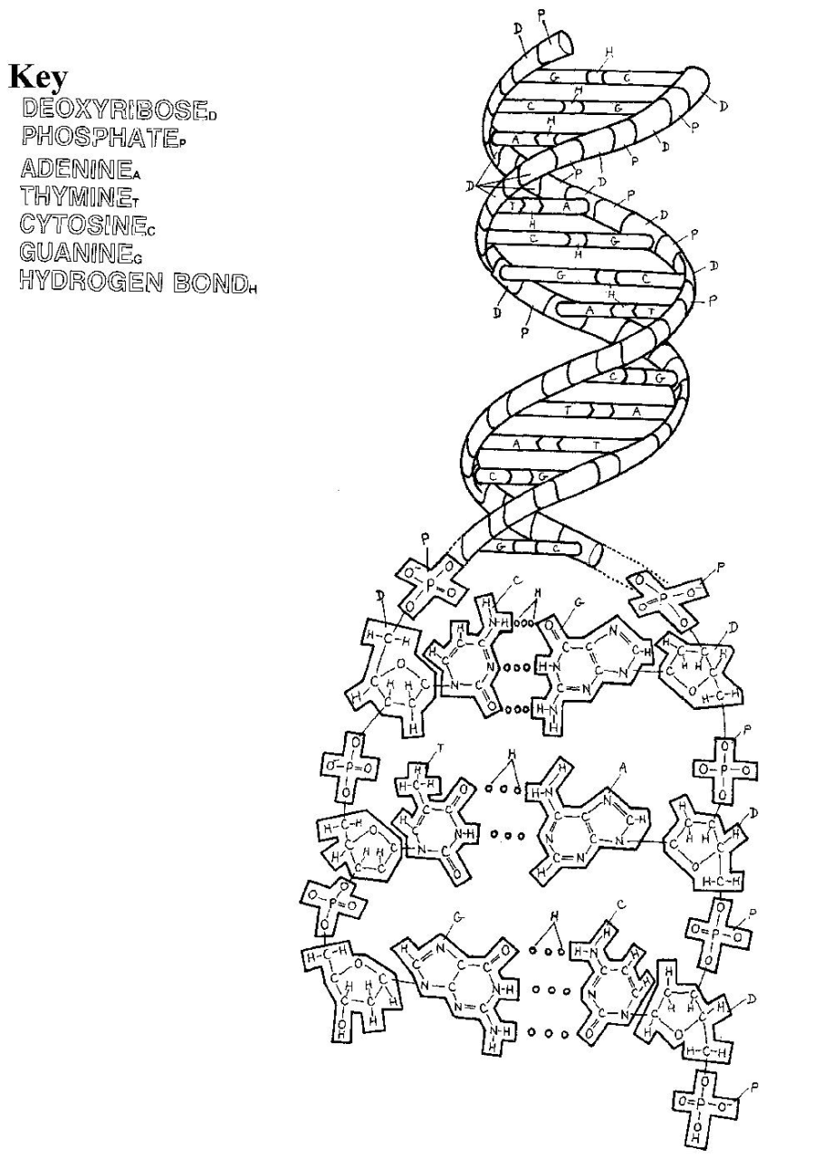 Coloring Dna Worksheet Answers