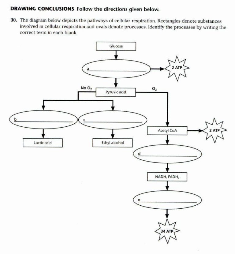 Worksheet Photosynthesis Blank Diagram