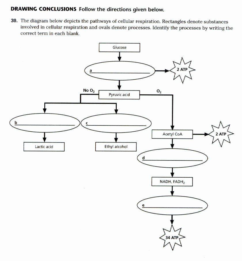 Worksheet Photosynthesis Blank Diagram