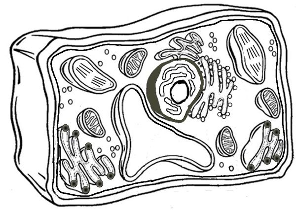 animal cell coloring pages New Coloring Pages Dibujos de celulas