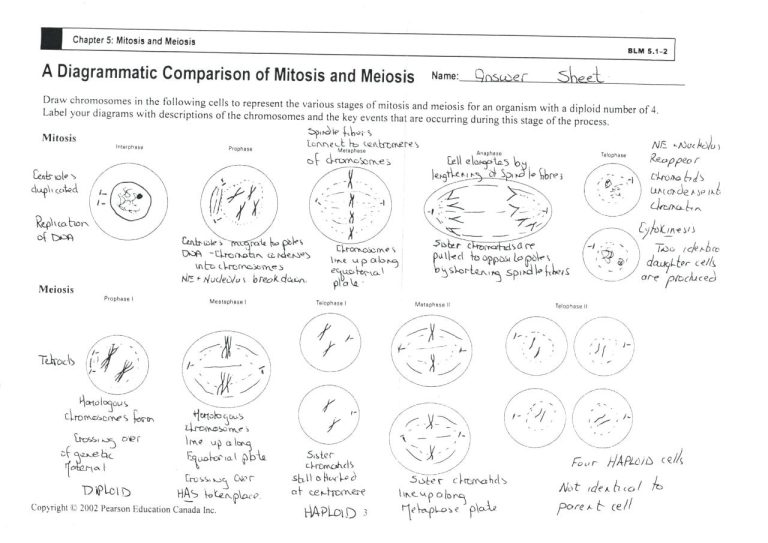 Mitosis Coloring Worksheet Answers
