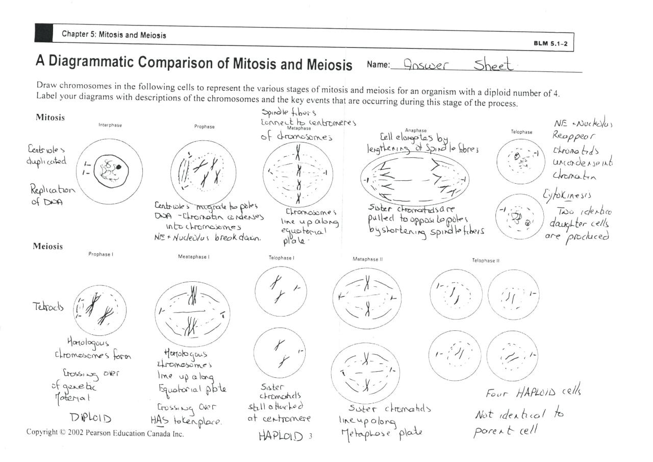 Cell Cycle And Mitosis Coloring Worksheet Answers —