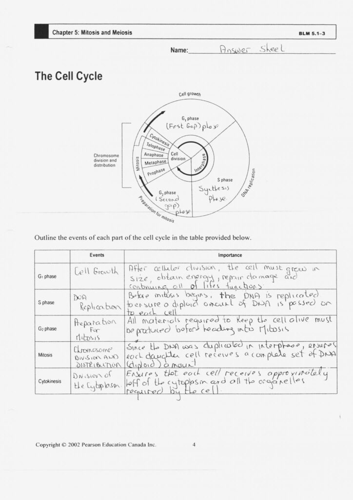 The Cell Cycle Coloring Worksheet Key