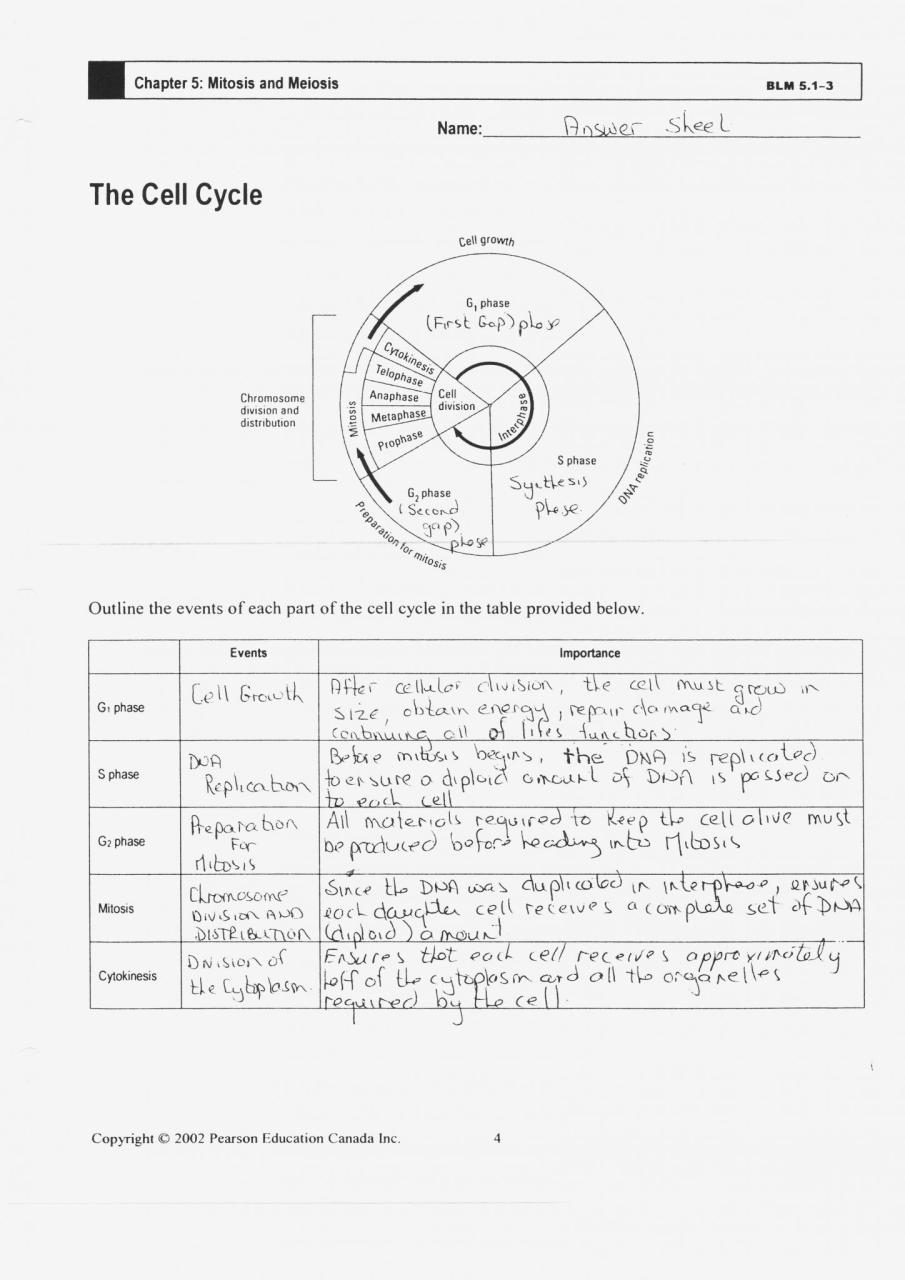 Cell Cycle Mitosis Coloring Worksheet Answer Key