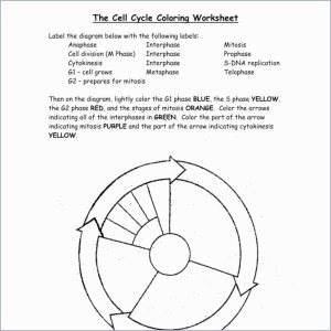 Cell Cycle Drawing Worksheet at Explore collection