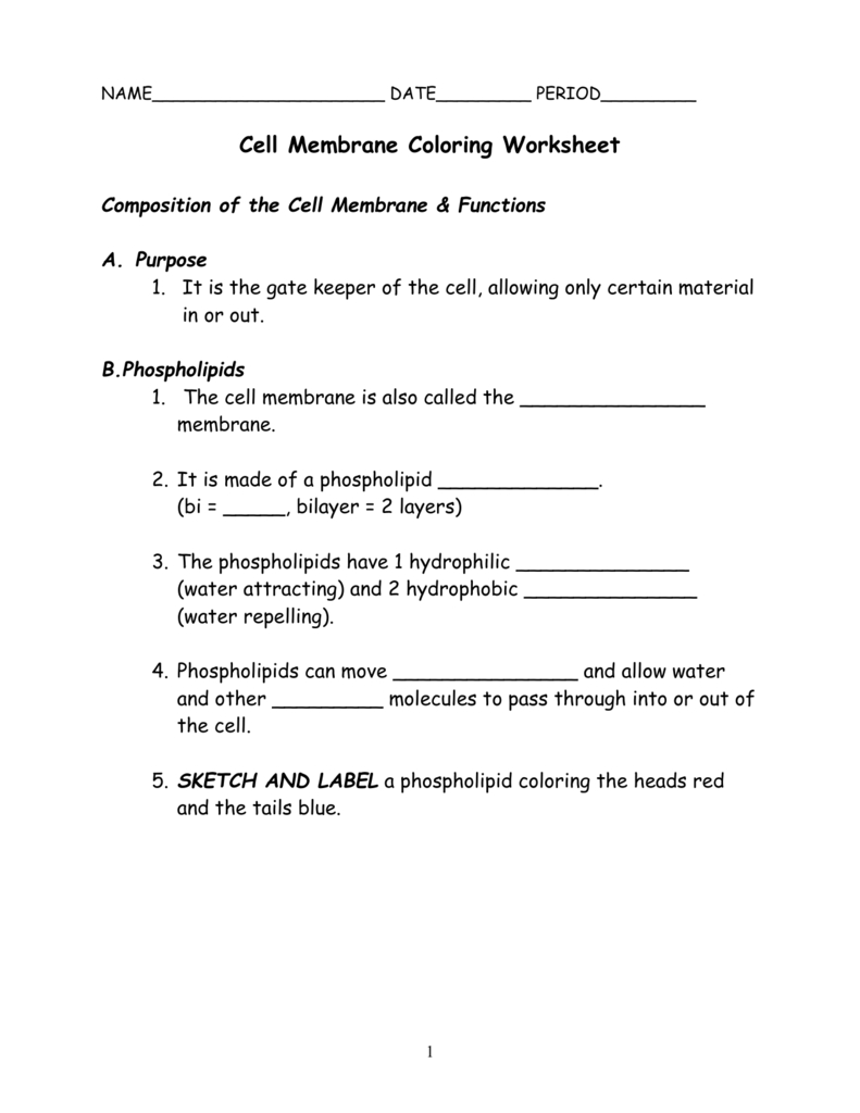 Cell Membrane Coloring Worksheet Answer Key Free