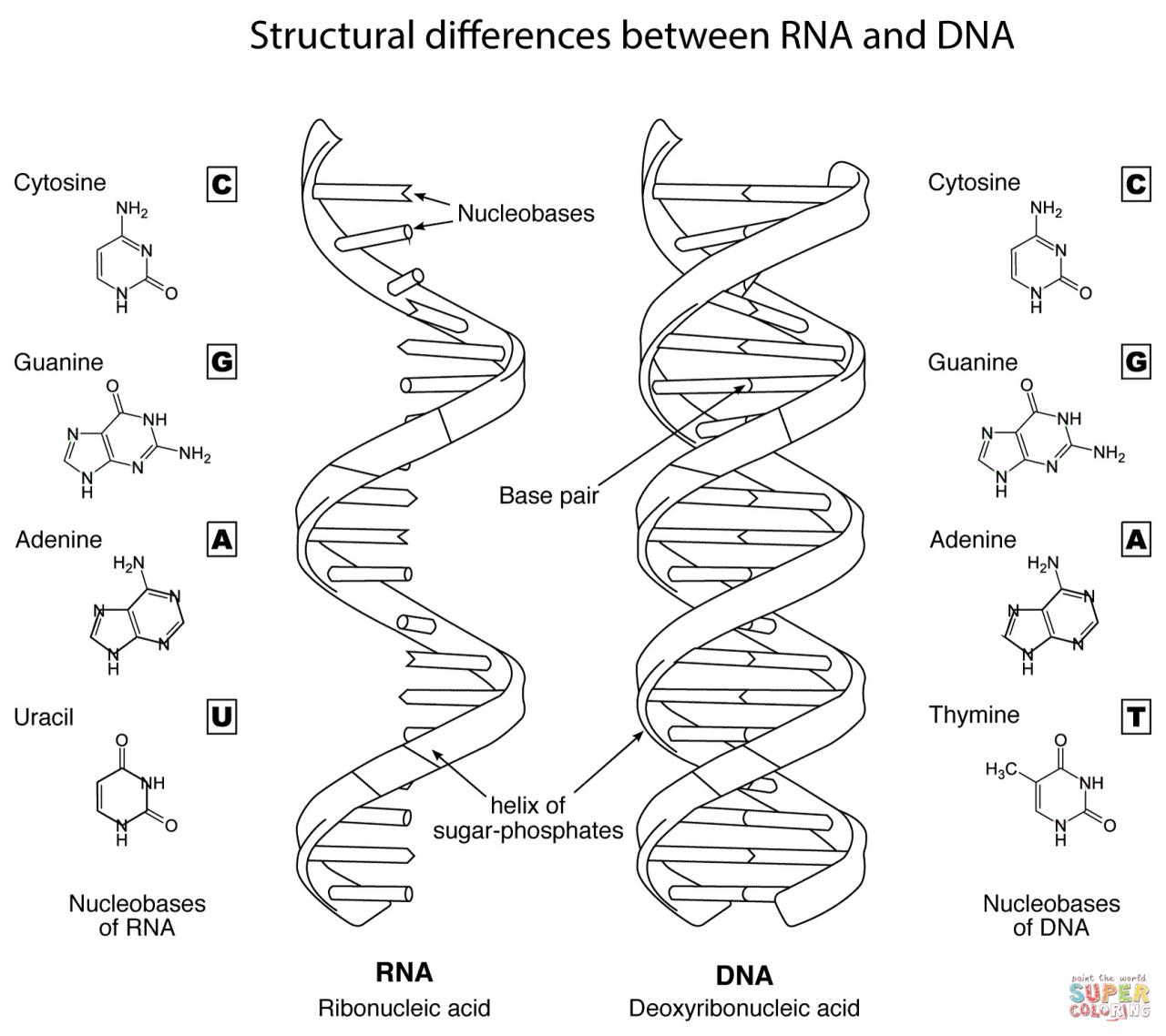 Dna The Double Helix Coloring Page