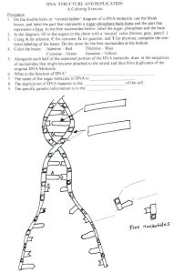 Dna Structure and Replication Worksheet Answers Key Briefencounters