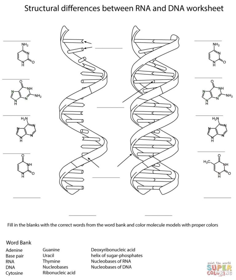Dna The Double Helix Coloring Sheet