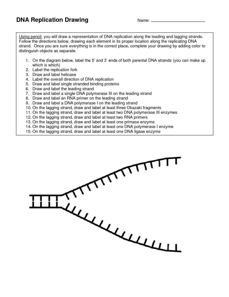 Double Helix Coloring Worksheet Answer Key