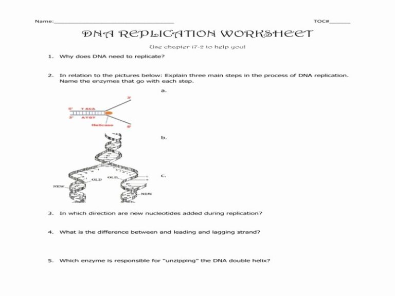 Dna The Double Helix Worksheet Answer Key