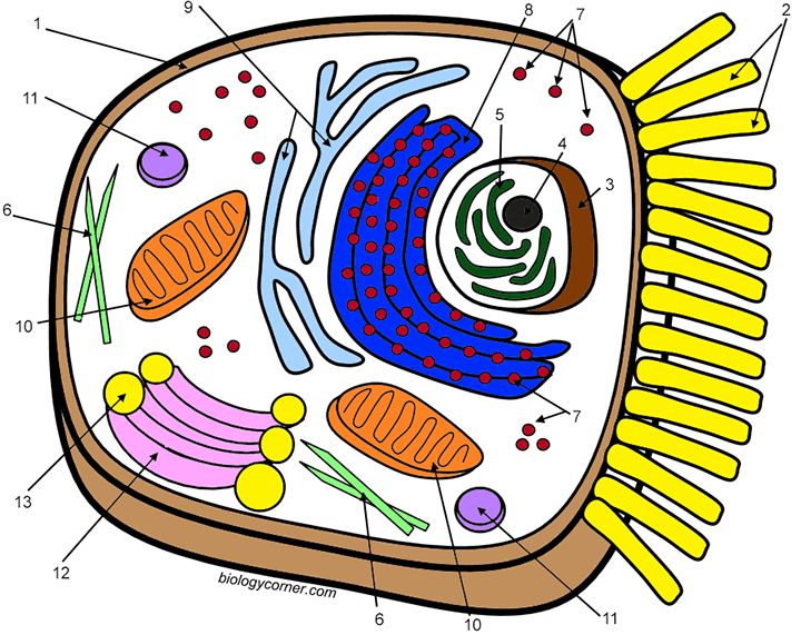 Animal Cell Coloring Worksheet Answers