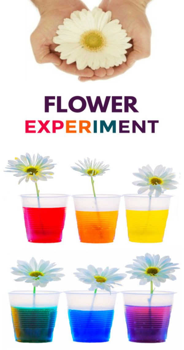 Colour Changing Flower Experiment Worksheet