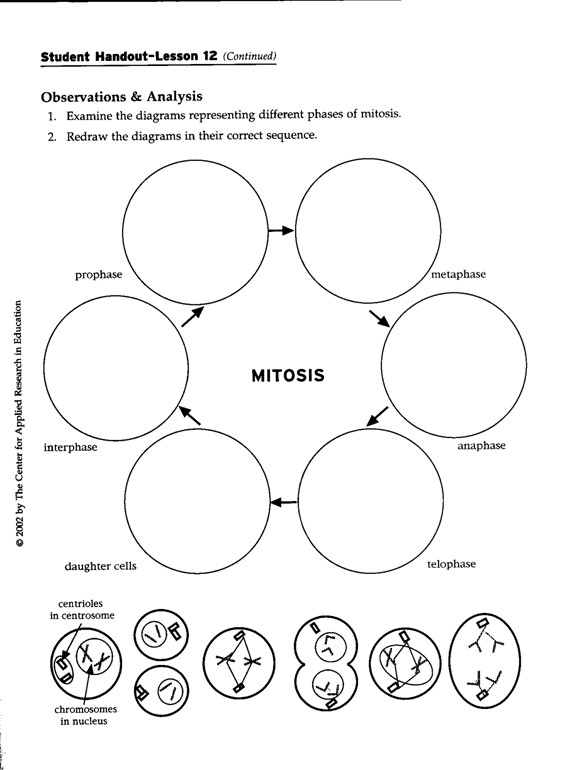 Cell Division Coloring Worksheet
