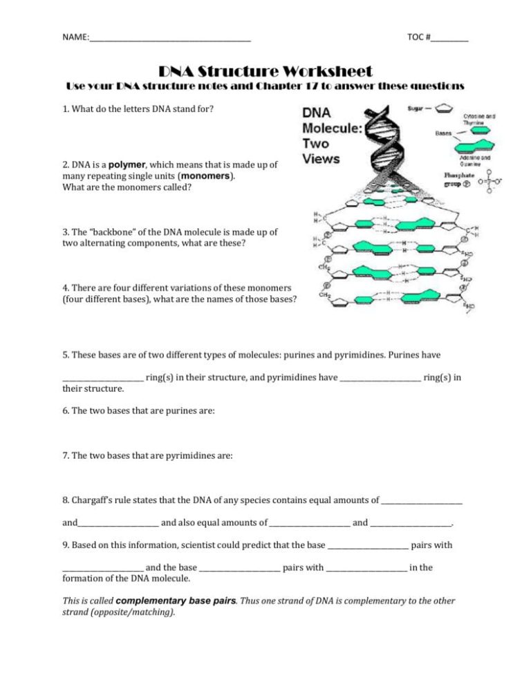Dna Structure Coloring Worksheet Answer Key