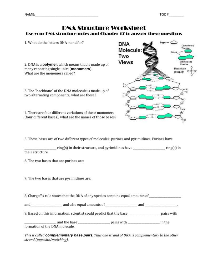 Dna Structure Coloring Worksheet Answer Key