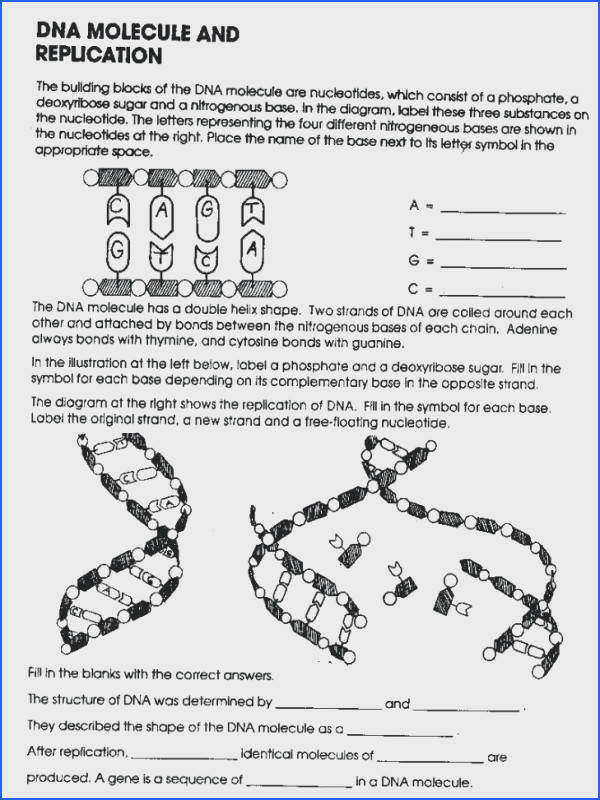 Dna- The Double Helix Packet Answer Key