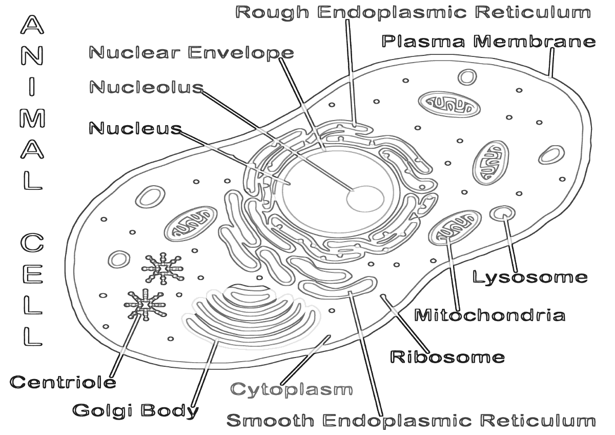 Cell structure Coloring Pages to download and print for free