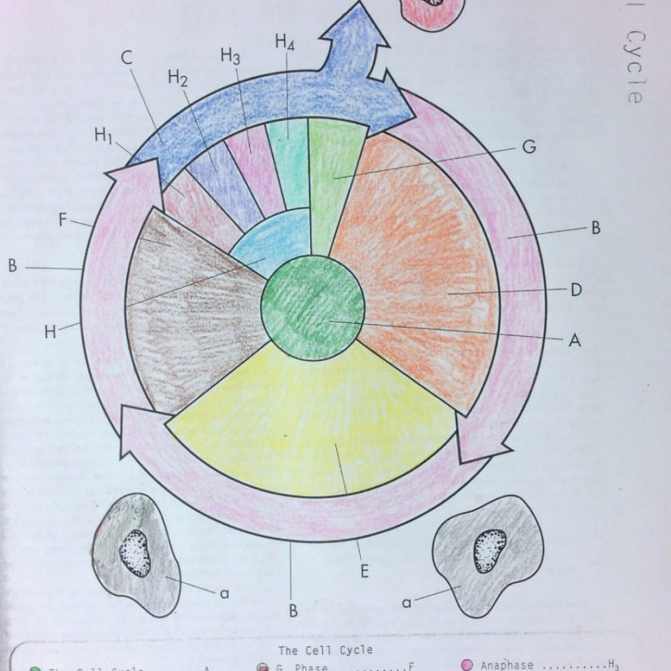 The Cell Cycle Coloring Worksheet Quizlet