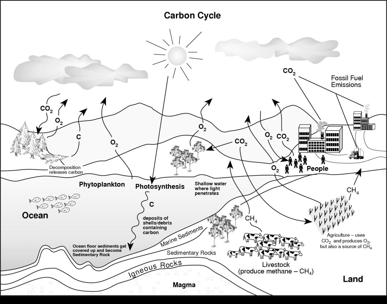 Water Carbon And Nitrogen Cycle Worksheet/Color Sheet Answers Quizlet