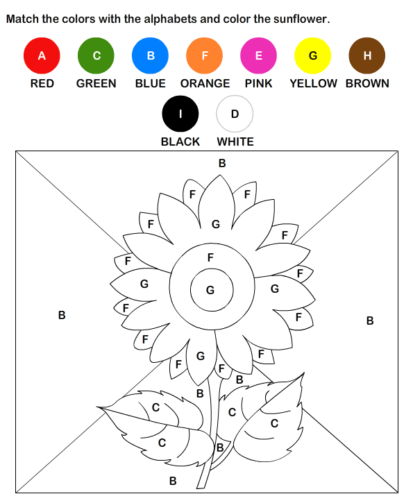 Cell Cycle Coloring Sheet Answers