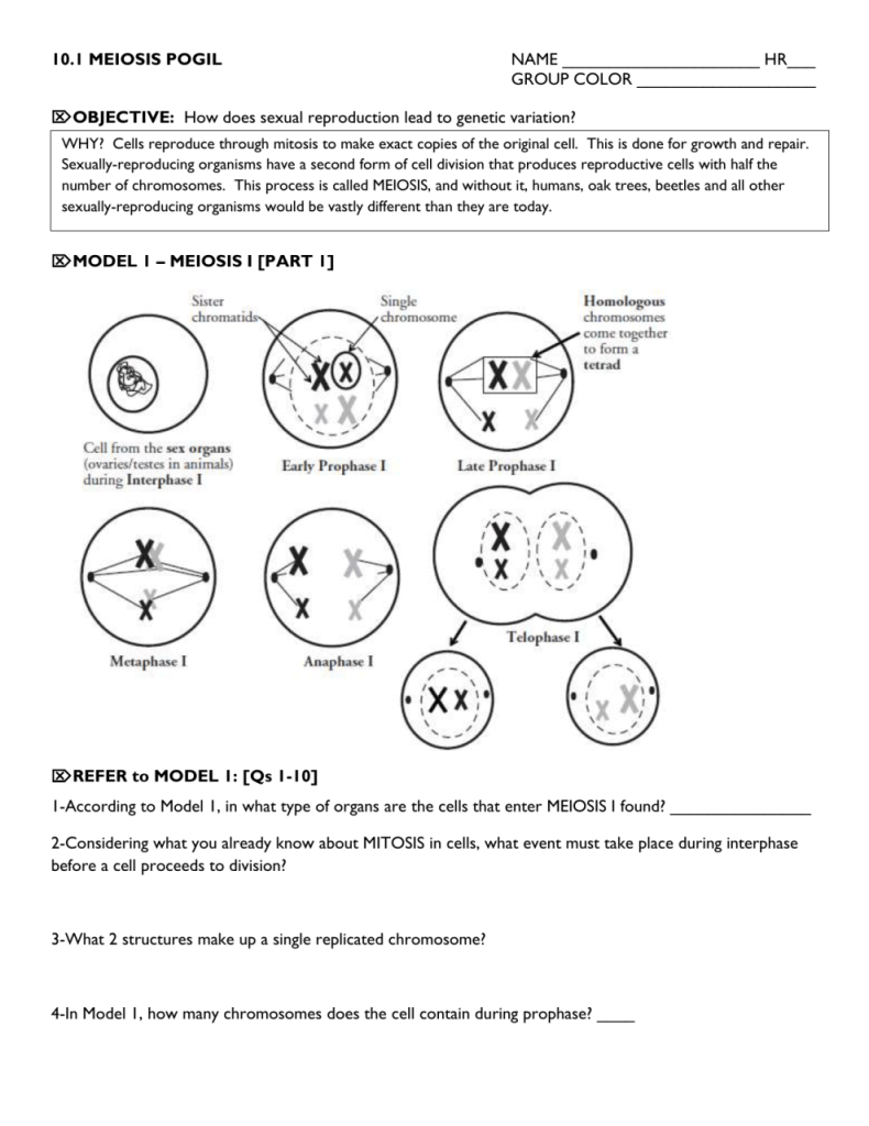 biology homework meiosis