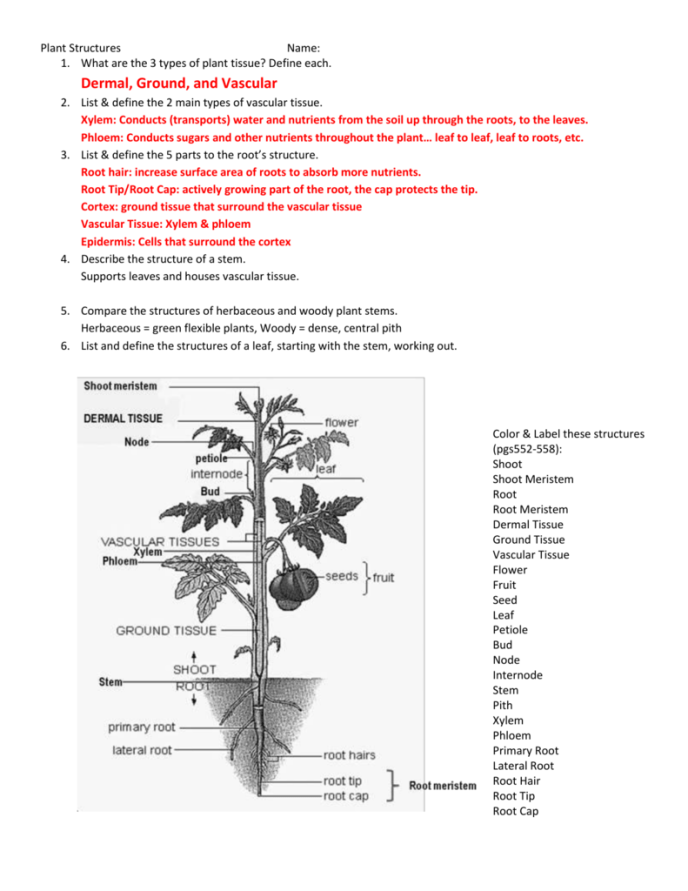 Leaf Anatomy Coloring Worksheet Answers