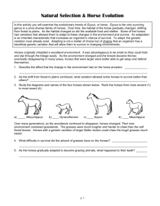 Evolution Of The Horse Worksheet Answers Promotiontablecovers