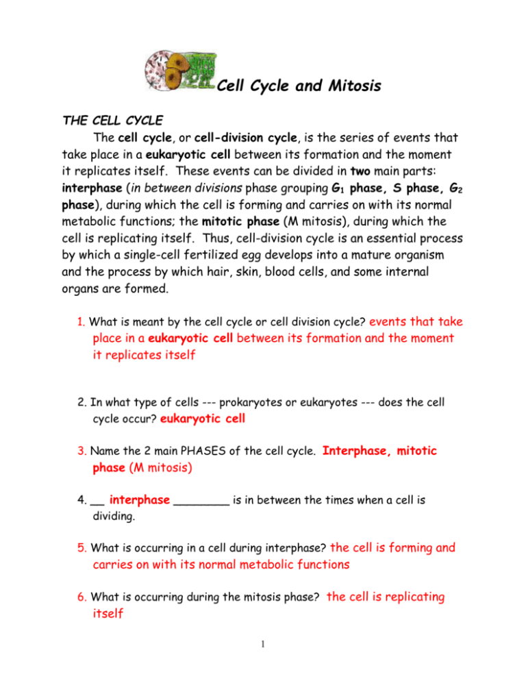 The Cell Cycle Worksheet Answer Key